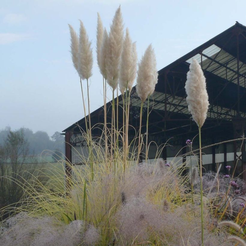 Cortaderia selloana Splendid Star (Floración)