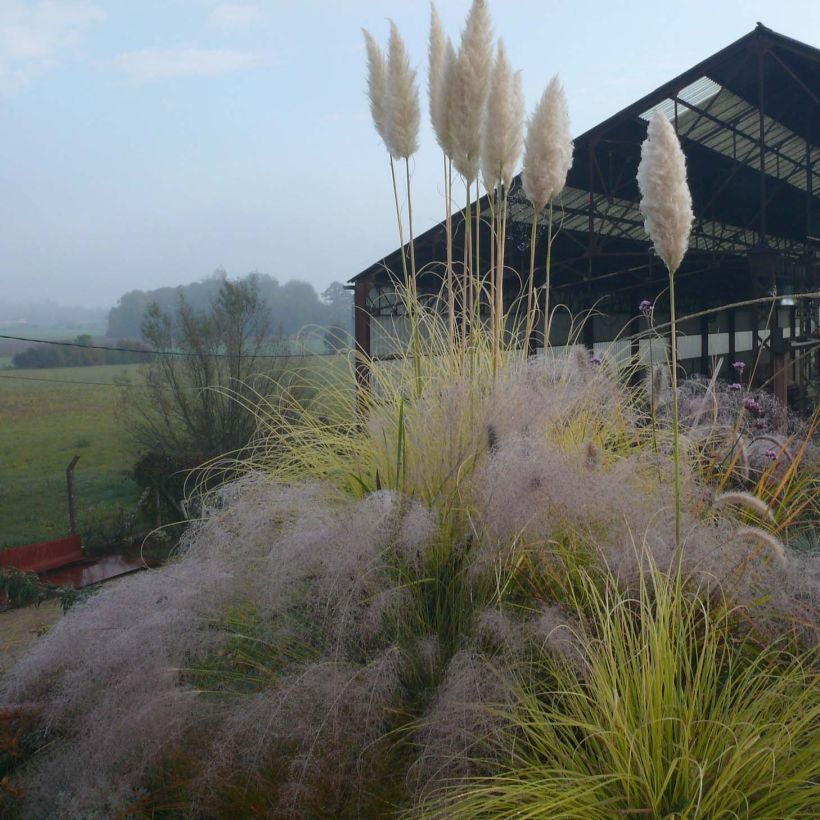 Cortaderia selloana Splendid Star (Porte)