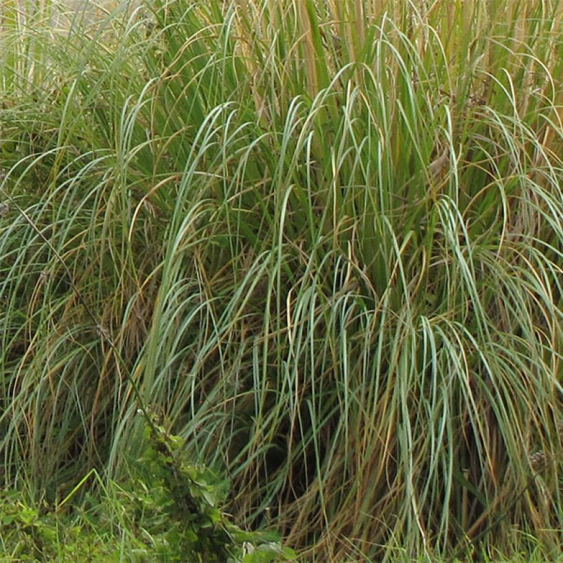 Cortaderia selloana Sunningdale Silver (Follaje)