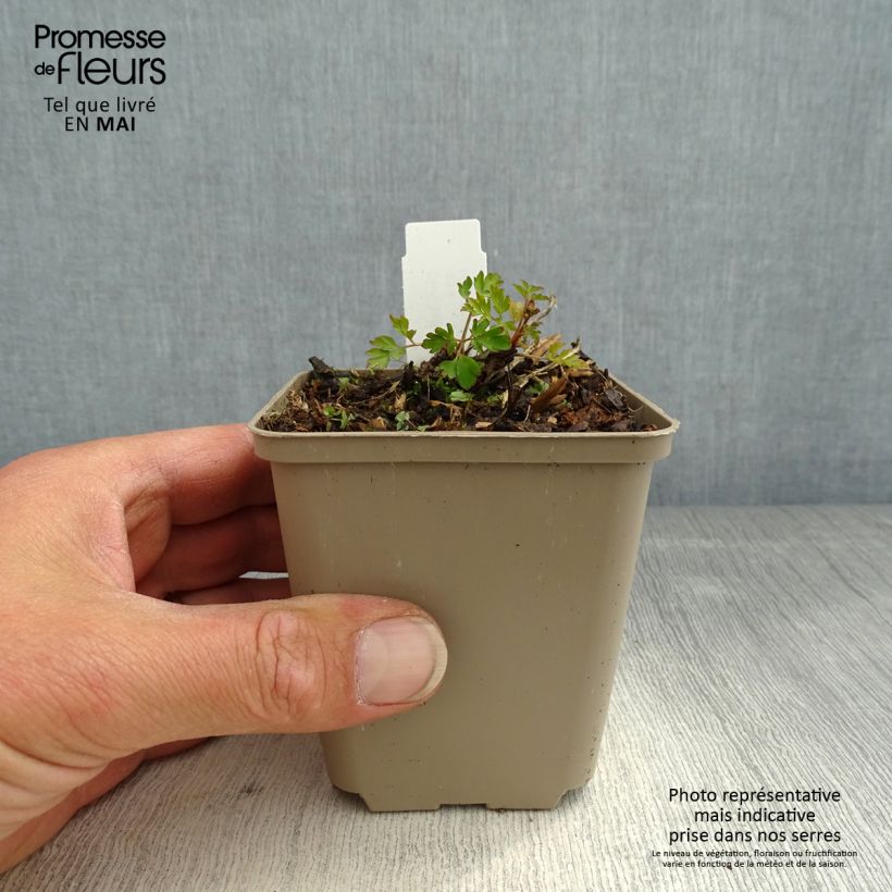 Corydalis Blackberry Wine - Corydale hybride Godet de 8/9 cm Ejemplar entregado en la primavera