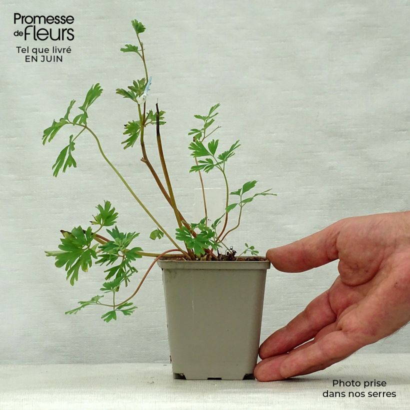 Ejemplar de Corydalis flexuosa elata Craigton Blue Maceta de 8/9 cm entregado en verano