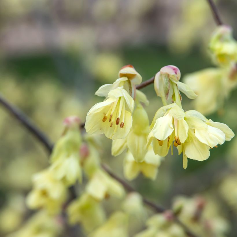 Corylopsis pauciflora - Avellano de Japón (Floración)