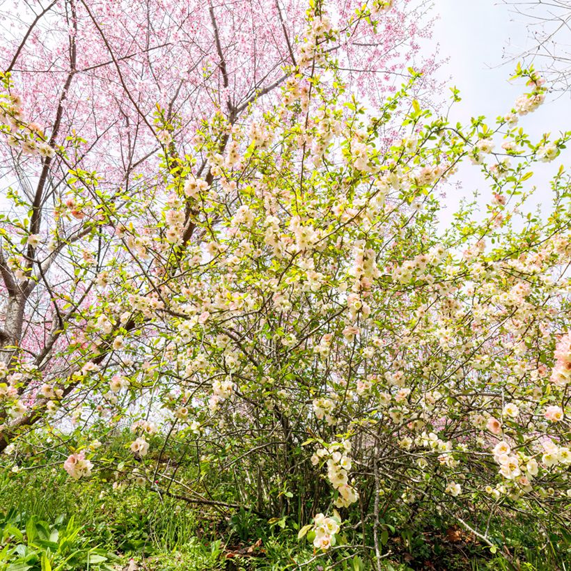Corylopsis pauciflora - Avellano de Japón (Porte)