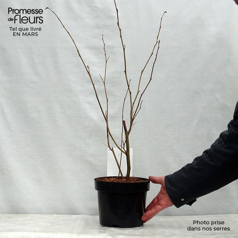 Corylopsis spicata - Avellano de invierno Maceta 2L/3LAltura de entrega aprox. 60+cm Ejemplar entregado en la primavera