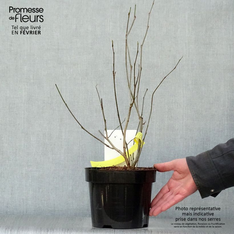 Corylopsis spicata - Avellano de invierno Maceta 2L/3L Ejemplar entregado en invierno