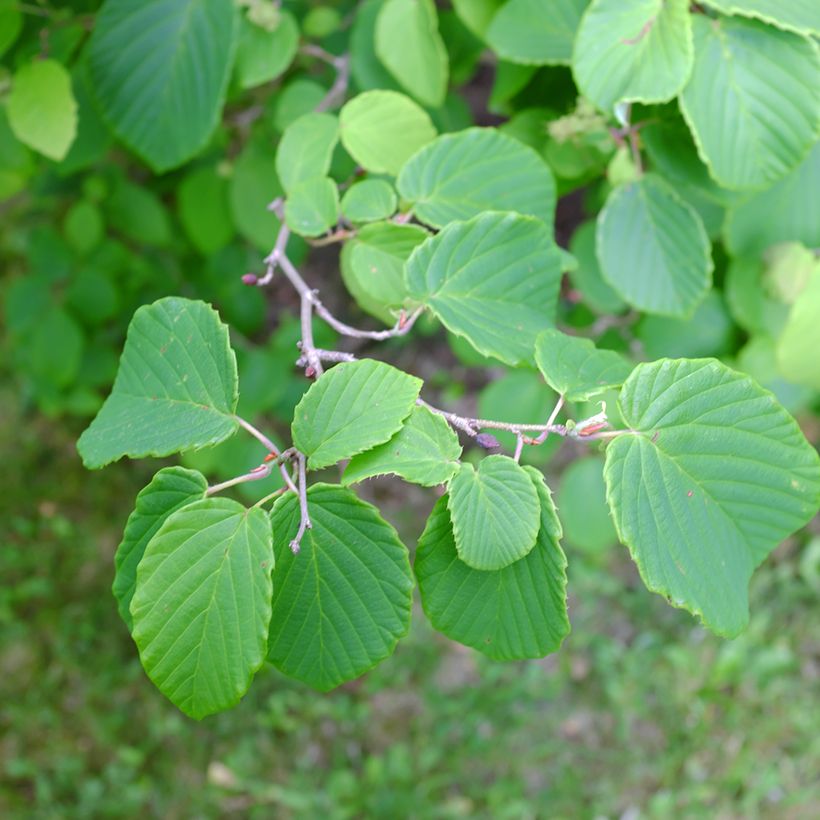 Corylopsis spicata - Avellano de invierno (Follaje)