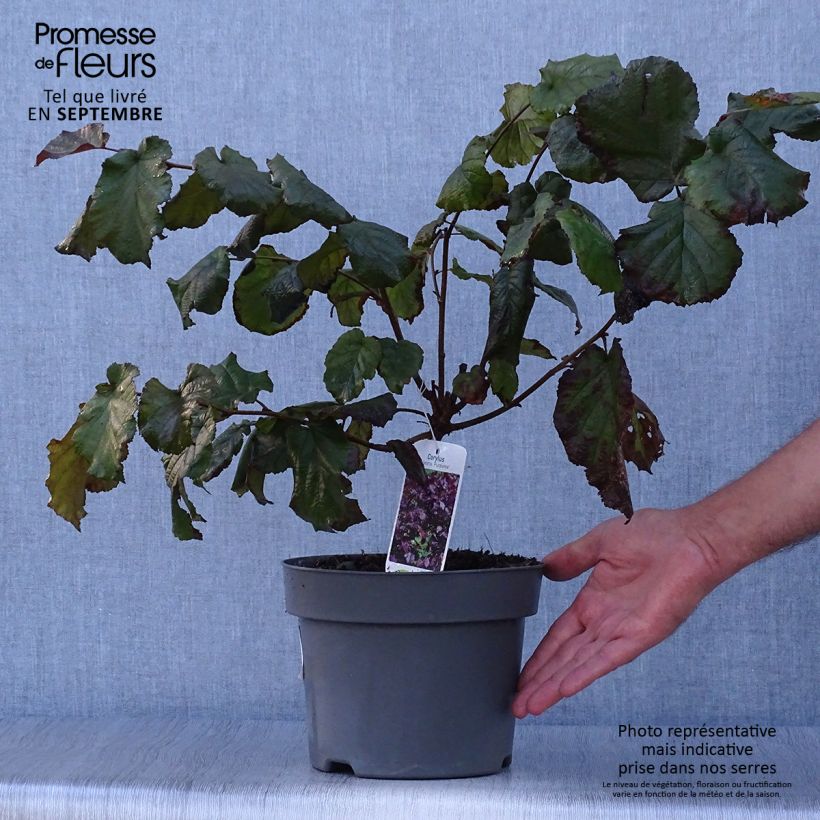 Ejemplar de Corylus maxima Purpurea - Avellana Maceta 3L/4L entregado en otoño