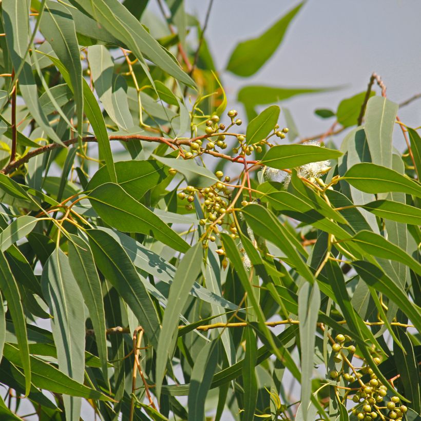 Corymbia citriodora - Eucalipto limón (Follaje)