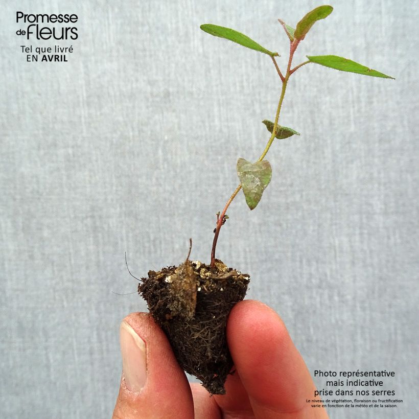 Corymbia citriodora - Eucalipto limón minicepellón: Ø 1,5/2,5 cm Ejemplar entregado en la primavera