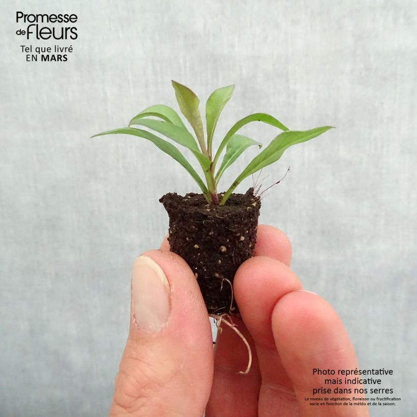 Cosmos atrosanguineus Chocamocha minicepellón: Ø 1,5/2,5 cm Ejemplar entregado en la primavera