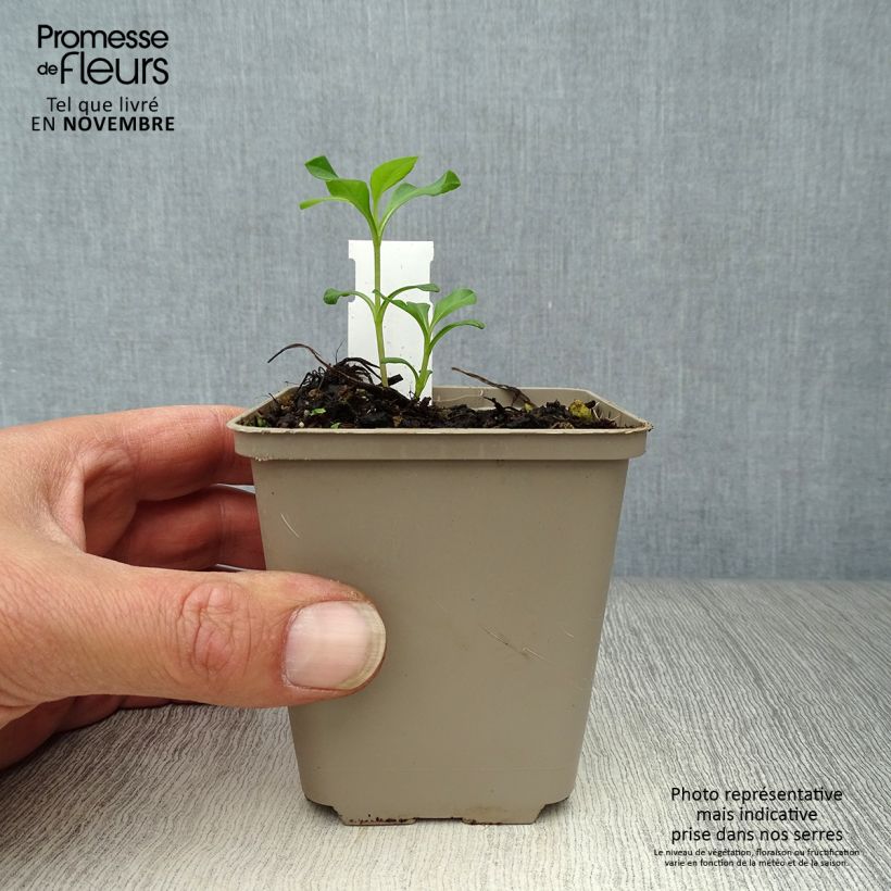 Ejemplar de Cosmos atrosanguineus Eclipse Maceta de 8/9 cm entregado en otoño