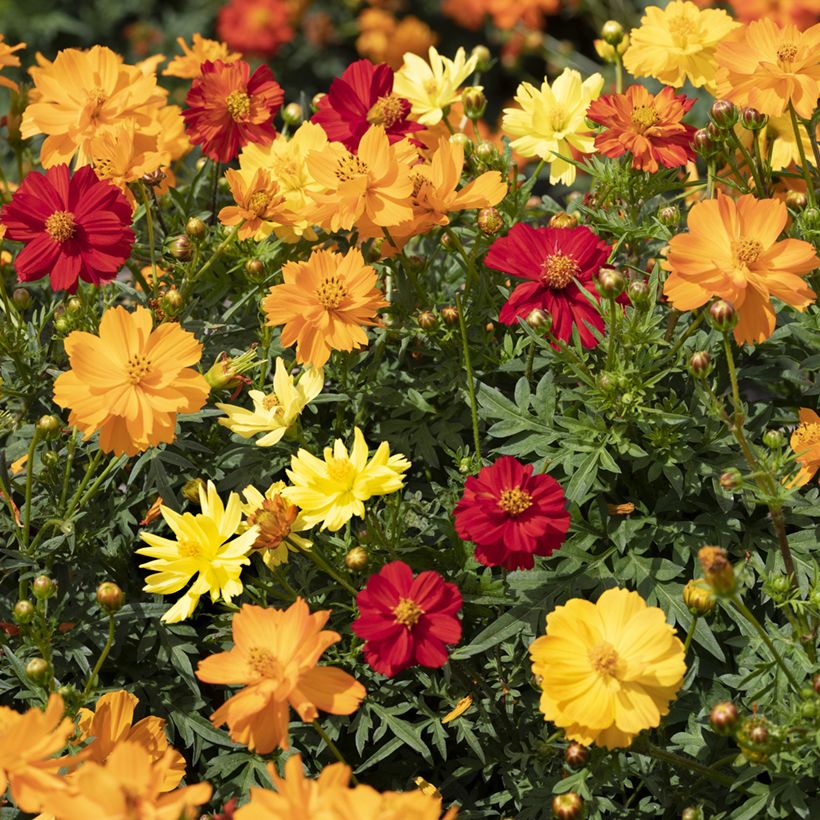 Cosmos sulphureus Brightness Mixed (Floración)