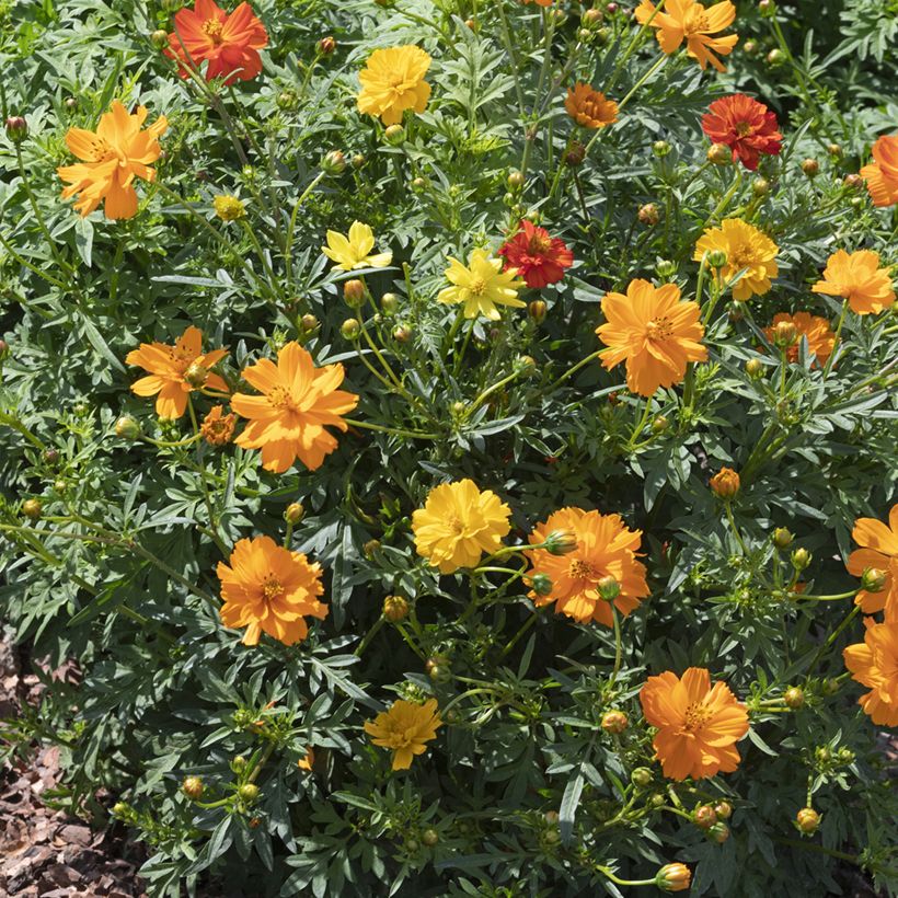 Cosmos sulphureus Brightness Mixed (Porte)