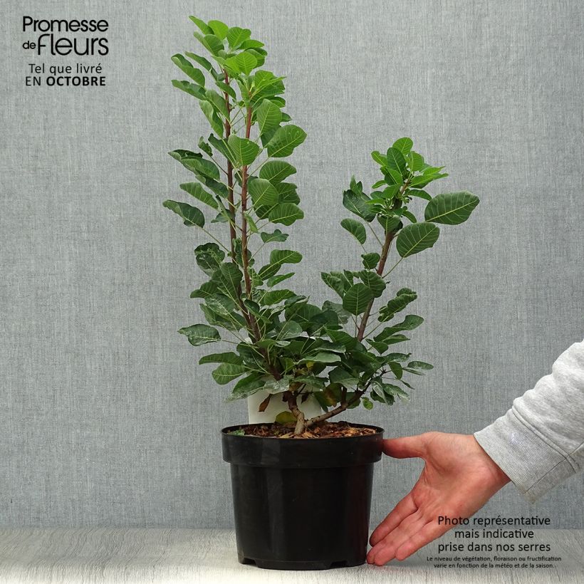 Ejemplar de Árbol de las pelucas Joe - Cotinus coggygria Maceta 3L/4L entregado en otoño