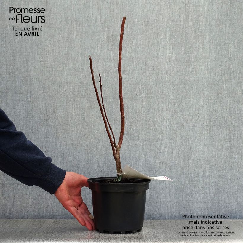 Árbol de las pelucas - Cotinus coggygria Maceta 3L/4LAltura de entrega aprox. 30/40cm Ejemplar entregado en la primavera