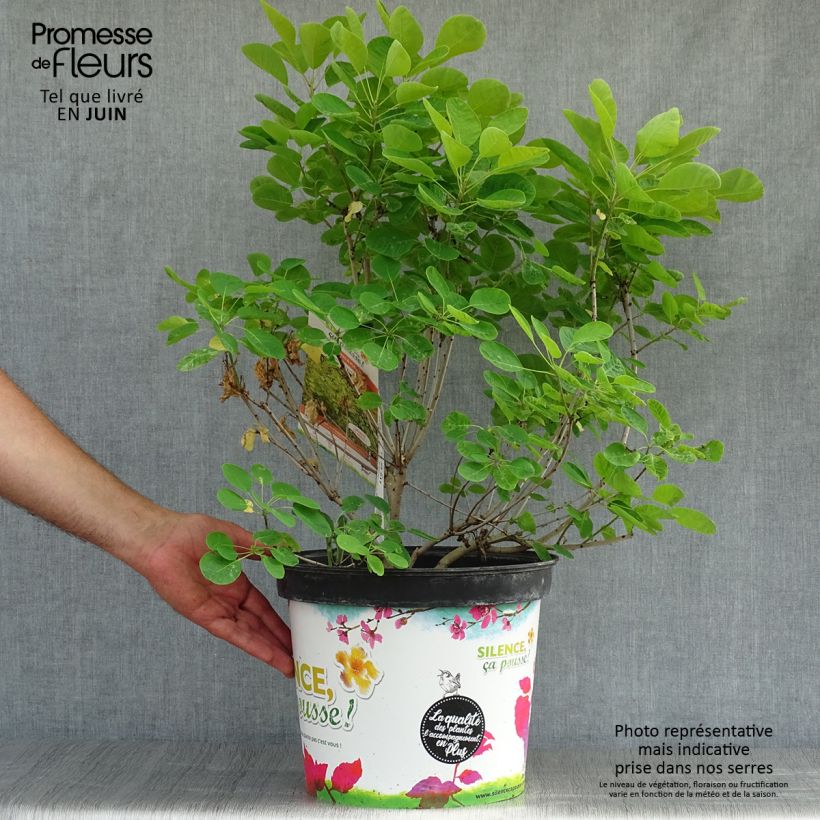 Ejemplar de Árbol de las pelucas Golden Lady - Cotinus coggygria Maceta 7,5L/10LAltura de entrega aprox. 80/90cm entregado en verano