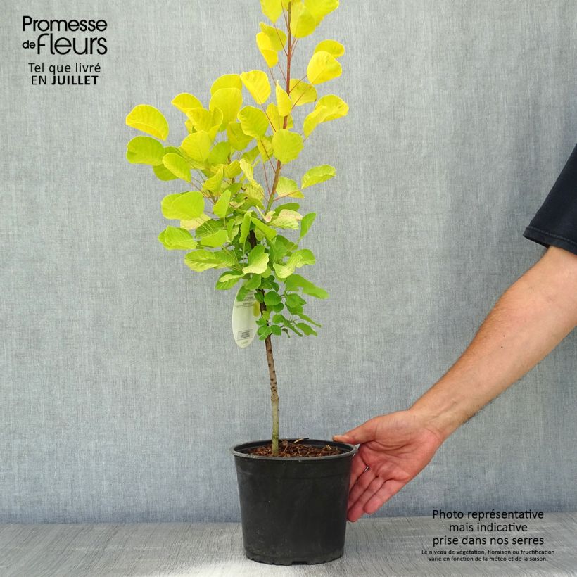 Ejemplar de Árbol de las pelucas Golden Spirit - Cotinus coggygria Maceta 2L/3LAltura de entrega aprox. 20/30cm entregado en verano