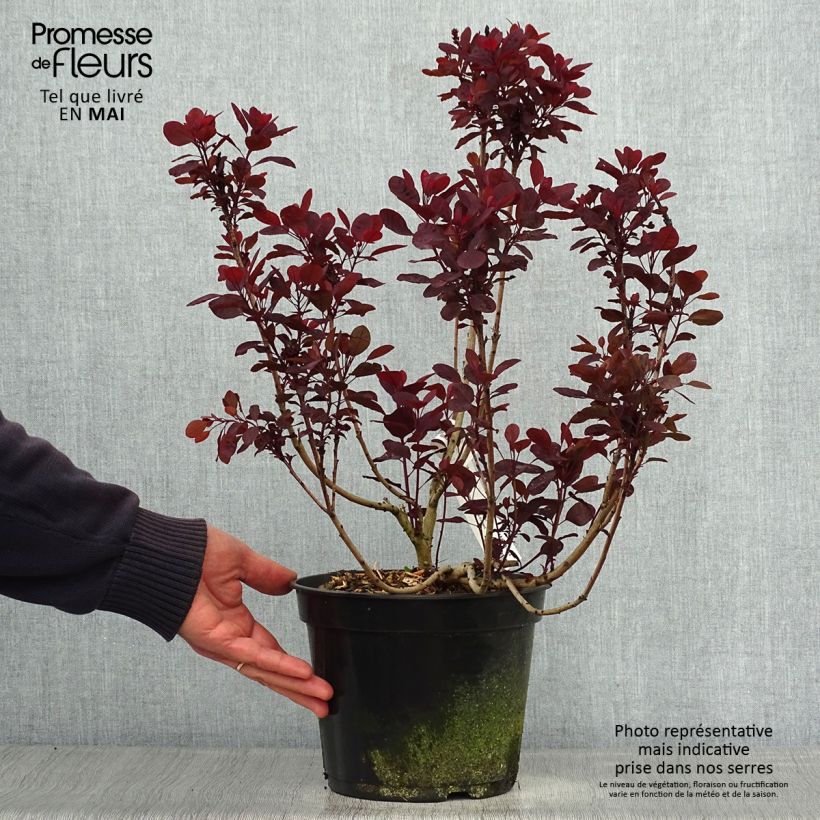Árbol de las pelucas Lilla - Cotinus coggygria Maceta 3L/4LAltura de entrega aprox. 30/40cm Ejemplar entregado en la primavera