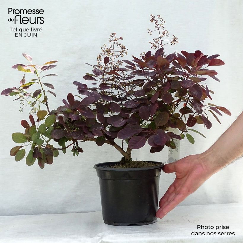 Ejemplar de Árbol de las pelucas Royal Purple - Cotinus coggygria Maceta 2L/3LAltura de entrega aprox. 40/50cm entregado en verano