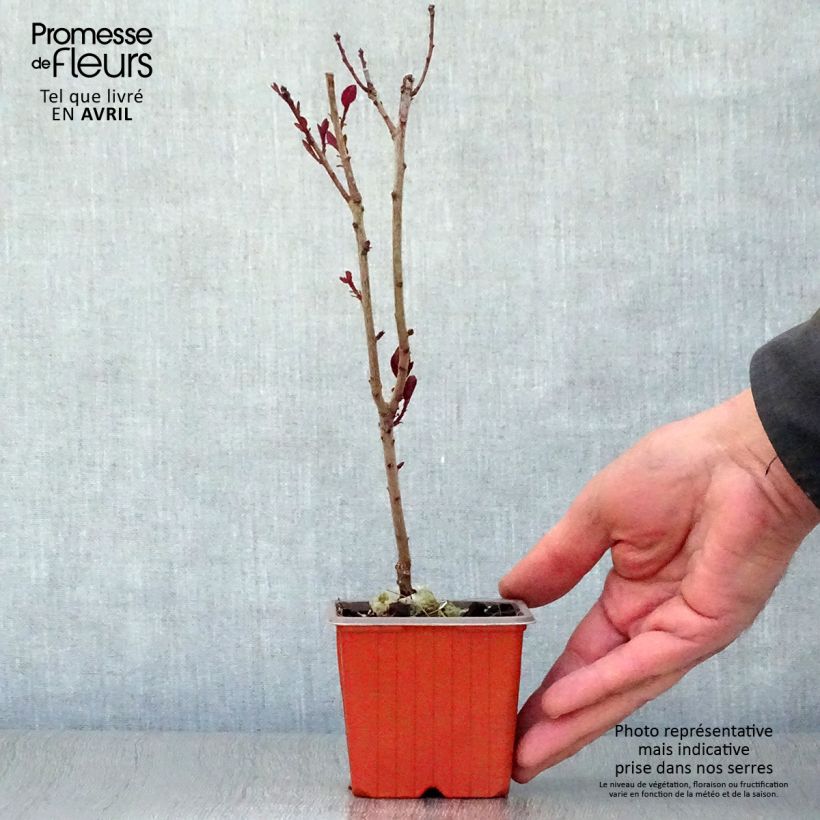 Árbol de las pelucas Royal Purple - Cotinus coggygria Maceta de 8/9 cmAltura de entrega aprox. 10/15cm Ejemplar entregado en la primavera