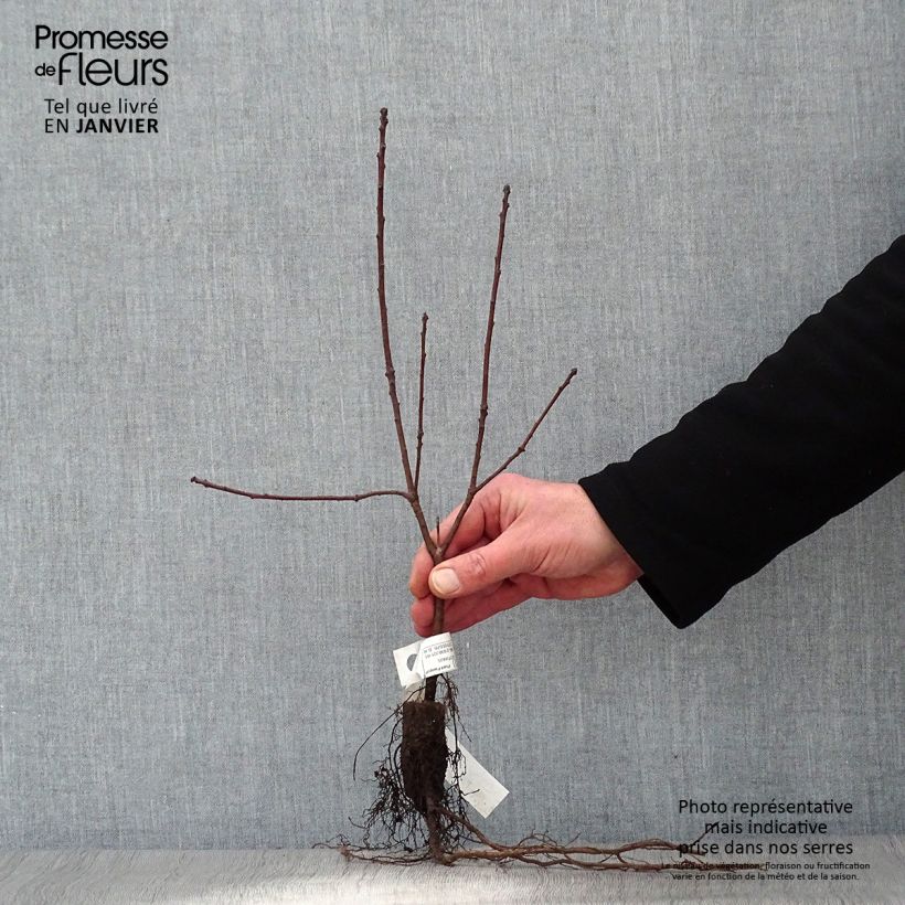 Árbol de las pelucas Royal Purple - Cotinus coggygria Raíces desnudasAltura de entrega aprox. 30/40cm Ejemplar entregado en invierno