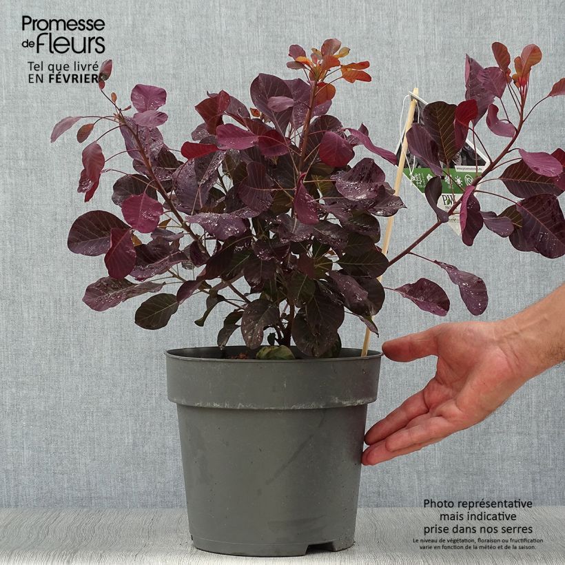 Ejemplar de Árbol de las pelucas Winecraft Black - Cotinus coggygria Maceta 4L/5L entregado en otoño