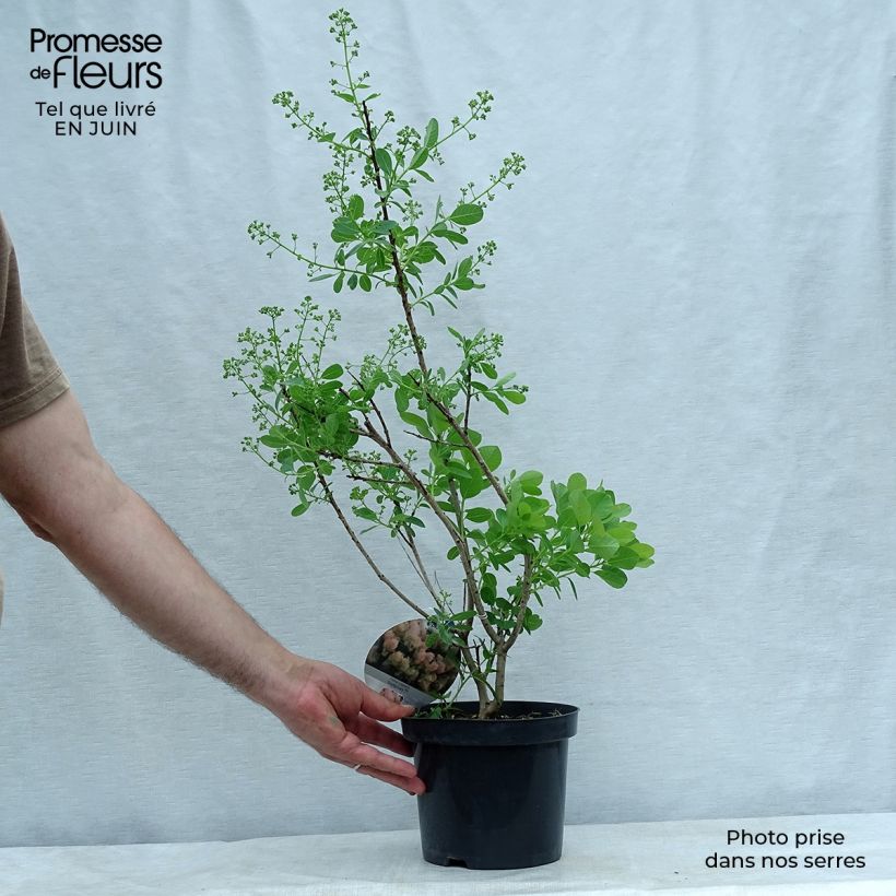 Ejemplar de Árbol de las pelucas Young Lady - Cotinus coggygria Maceta 2L/3LAltura de entrega aprox. 50/60cm entregado en verano