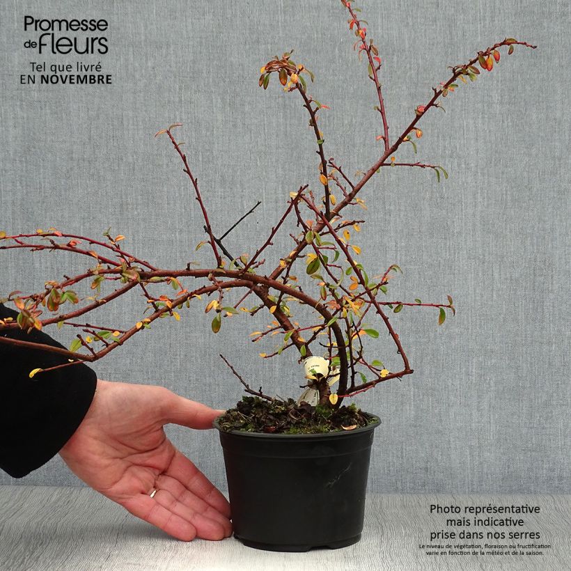 Ejemplar de Cotoneaster suecicus Skogholm Maceta 1L/1,5L entregado en otoño