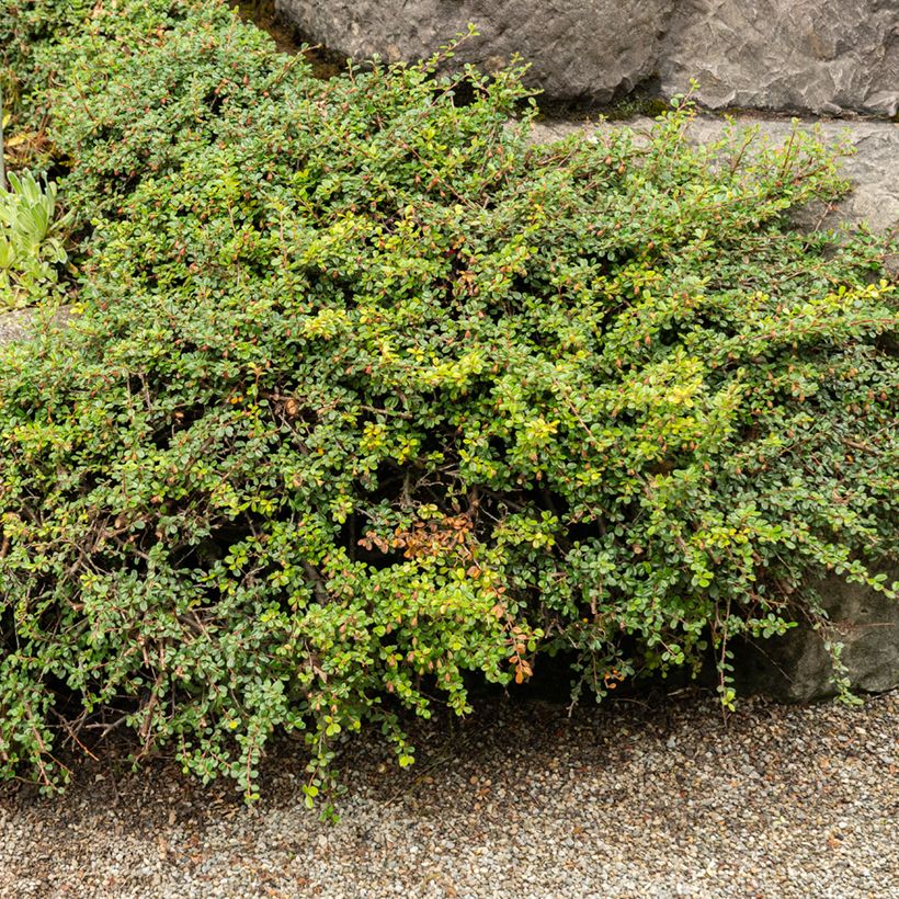 Cotoneaster adpressus (Porte)