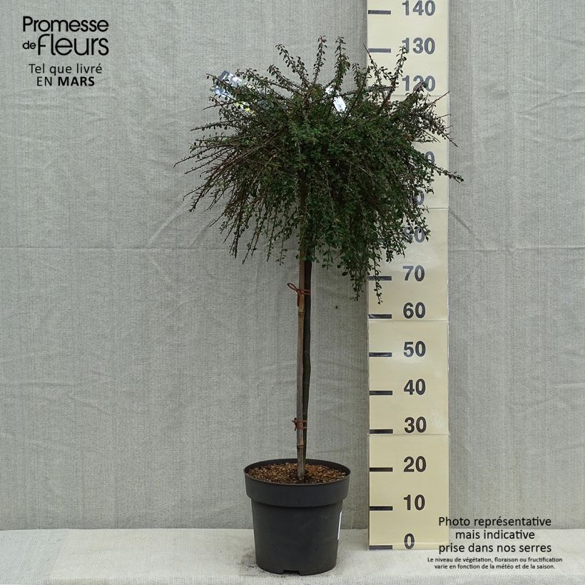 Cotoneaster congestus Pot de 10L sur tige 80 cm Ejemplar entregado en la primavera