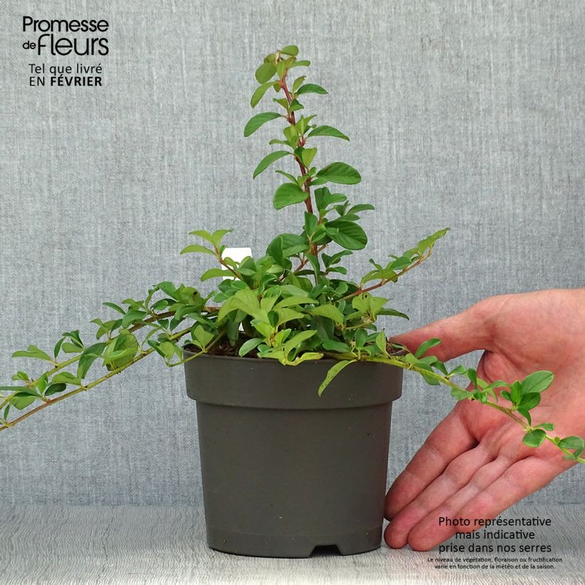 Ejemplar de Cotoneaster dammeri - Cotoneaster de gayuba Maceta 1L/1,5L entregado en otoño