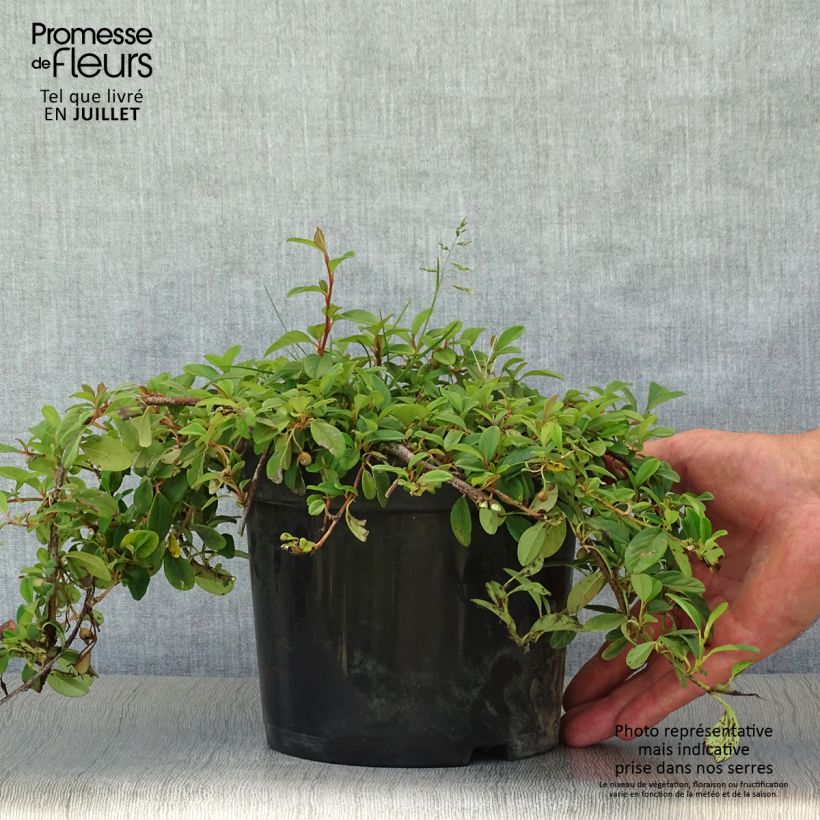 Ejemplar de Cotoneaster dammeri - Cotoneaster de gayuba Maceta 2L/3LAltura de entrega aprox. 10/15cm entregado en verano