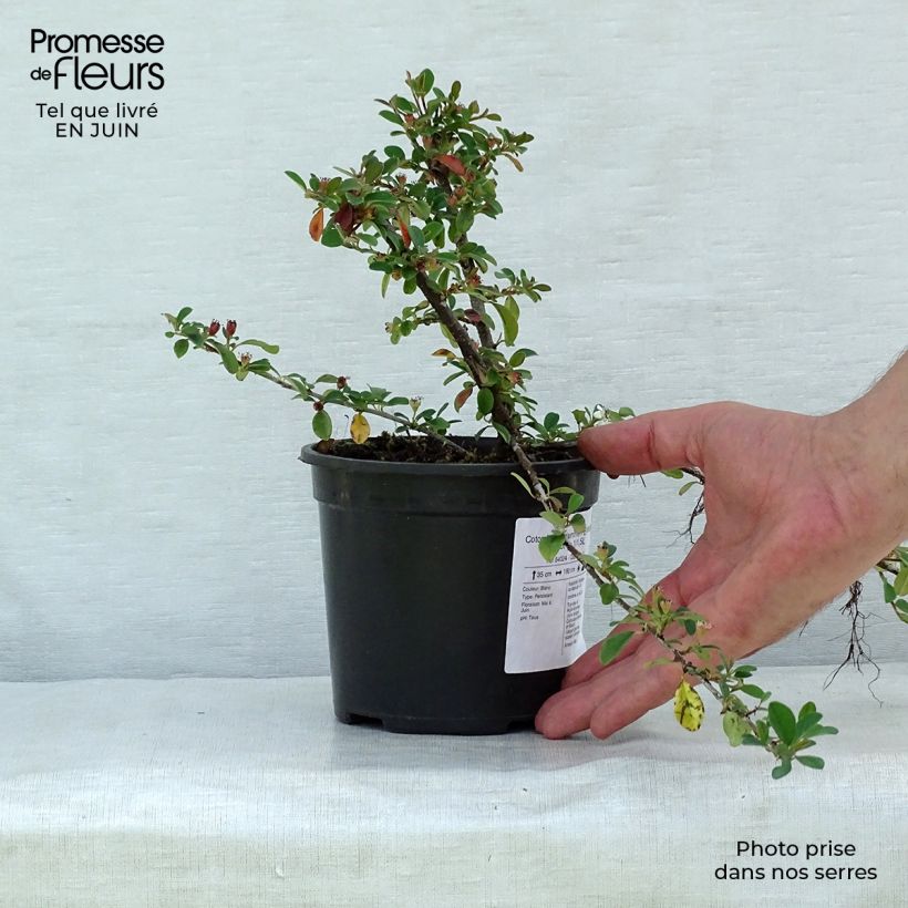 Ejemplar de Cotoneaster dammeri Eichholz Maceta 1L/1,5LAltura de entrega aprox. 10/15cm entregado en verano