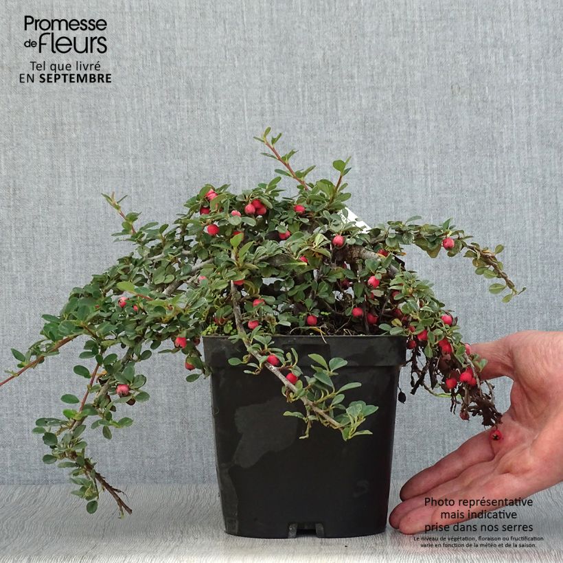 Ejemplar de Cotoneaster dammeri Evergreen Maceta 2L/3L entregado en otoño