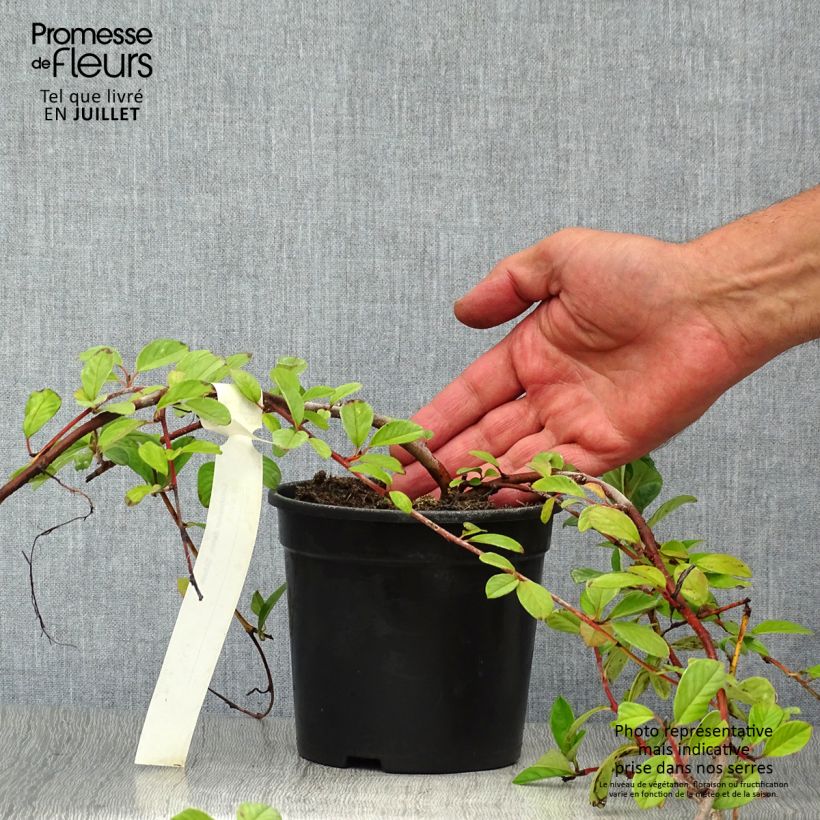 Ejemplar de Cotoneaster dammeri Schoon Maceta 1L/1,5L entregado en verano