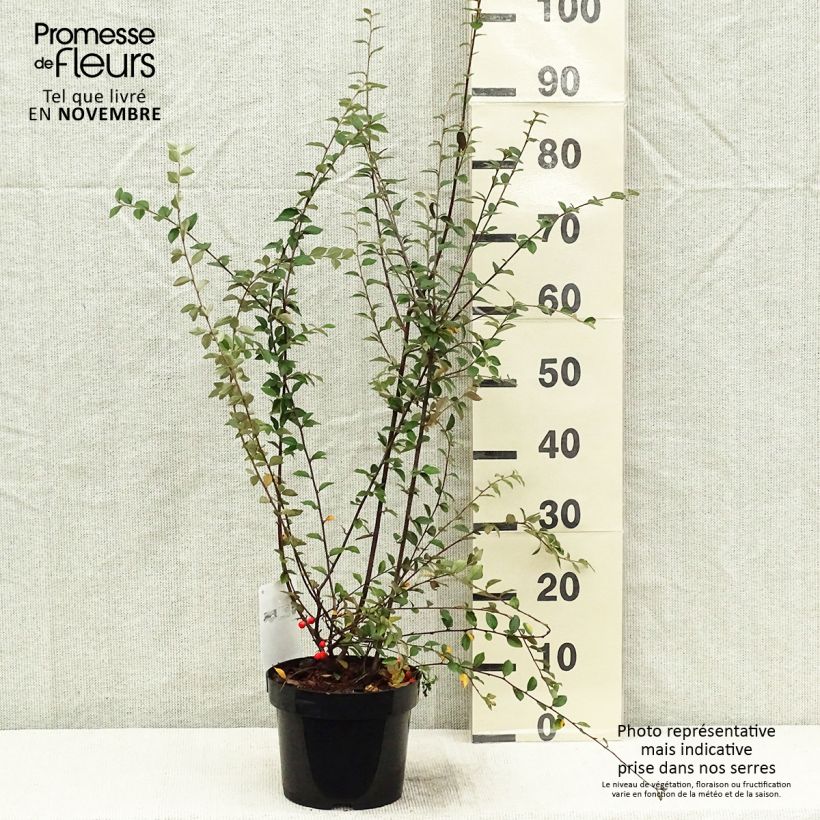 Ejemplar de Cotoneaster franchetii Maceta 2L/3L entregado en otoño