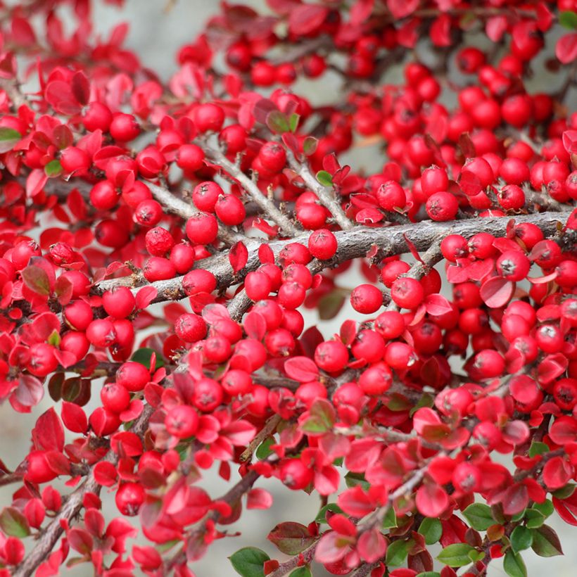 Cotoneaster horizontalis - Griñolera (Cosecha)