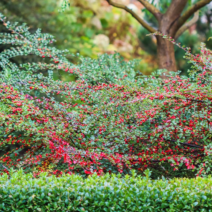 Cotoneaster horizontalis - Griñolera (Porte)