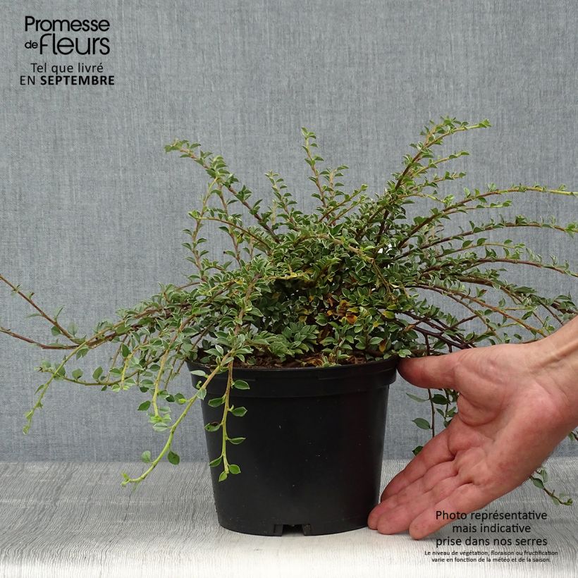 Ejemplar de Cotoneaster horizontalis Variegatus Maceta 2L/3L entregado en otoño