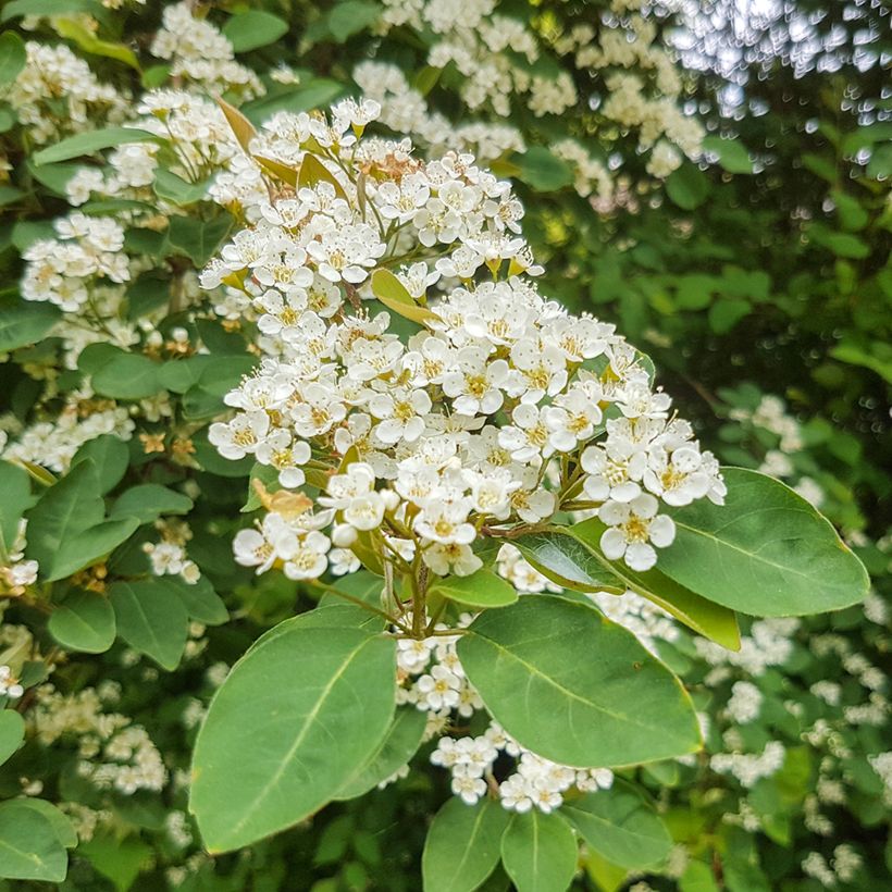 Cotoneaster lacteus (Floración)
