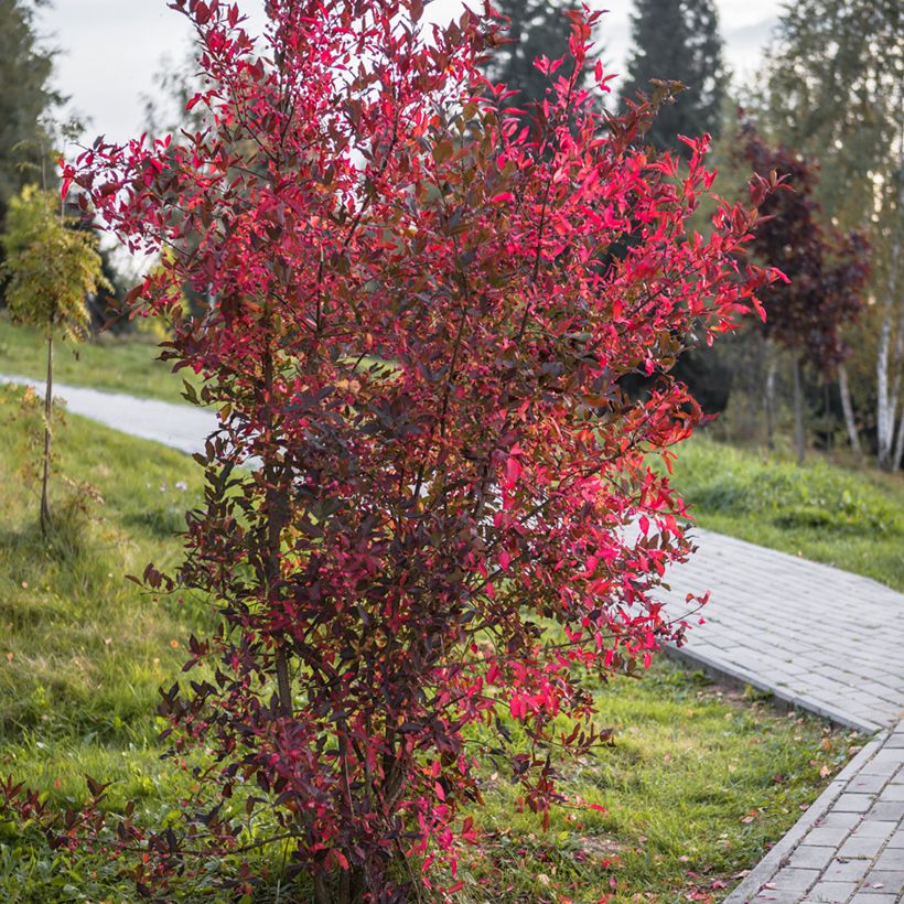 Cotoneaster lucidus (Porte)