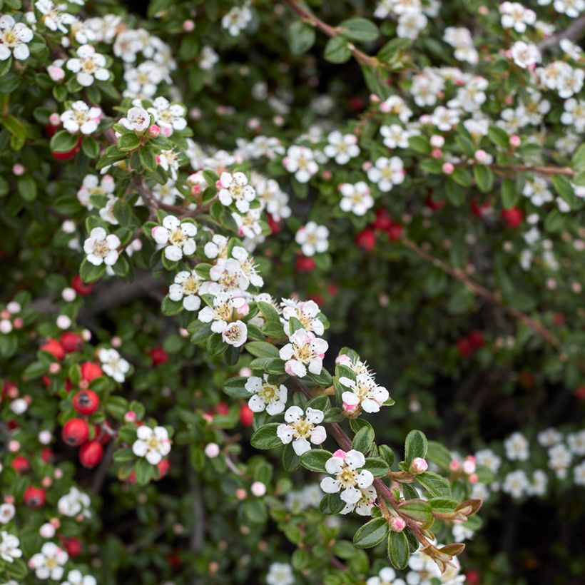 Cotoneaster microphyllus (Floración)