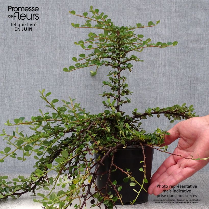 Ejemplar de Cotoneaster procumbens Queen of Carpets Maceta 1L/1,5L entregado en verano