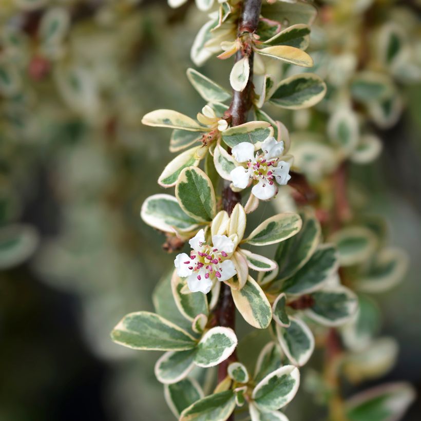Cotoneaster suecicus Juliette (Floración)