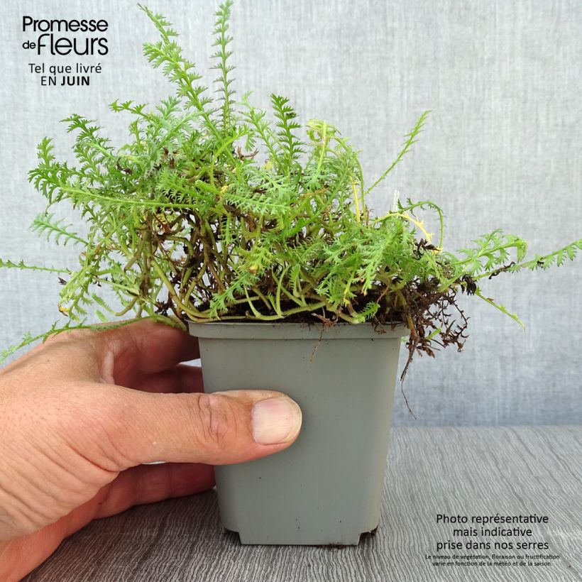 Ejemplar de Cotula hispida - Leptinella Godet de 9cm entregado en verano