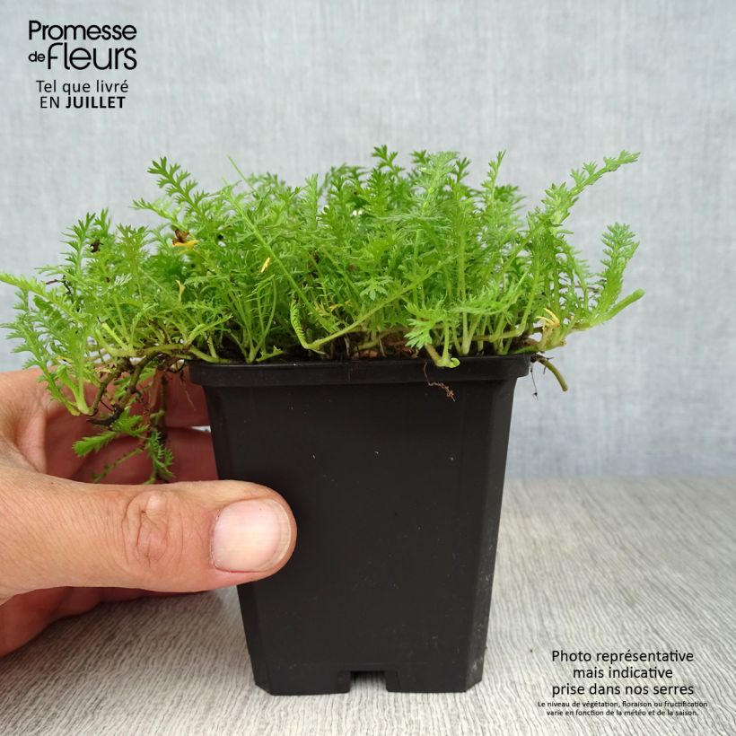 Ejemplar de Leptinella squalida Maceta de 8/9 cm entregado en verano