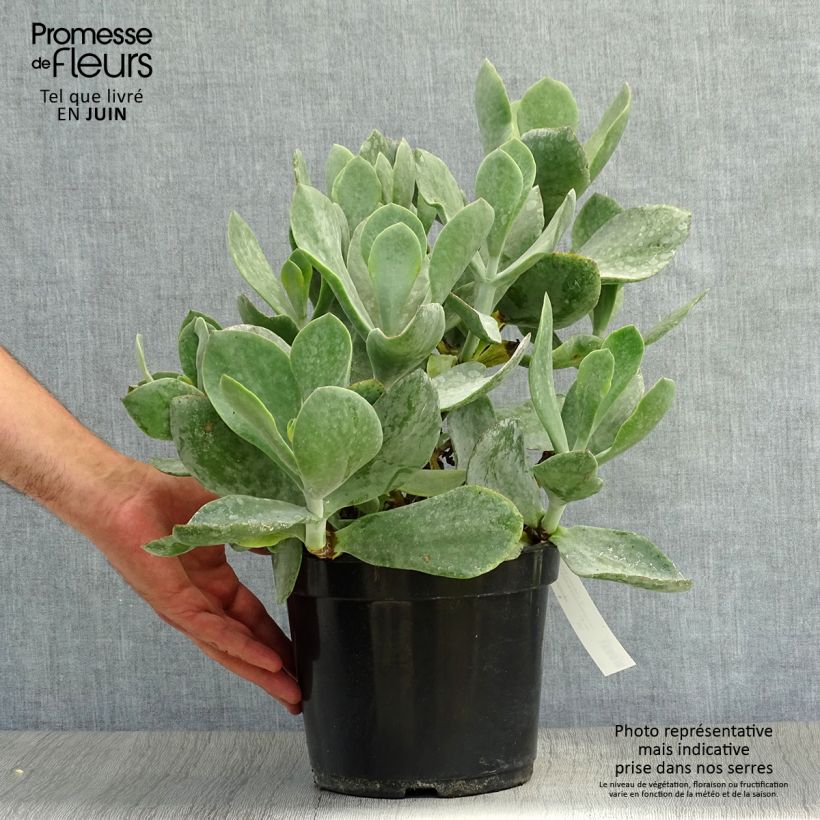 Ejemplar de Cotyledon orbiculata Gray Maceta 3L/4L entregado en verano