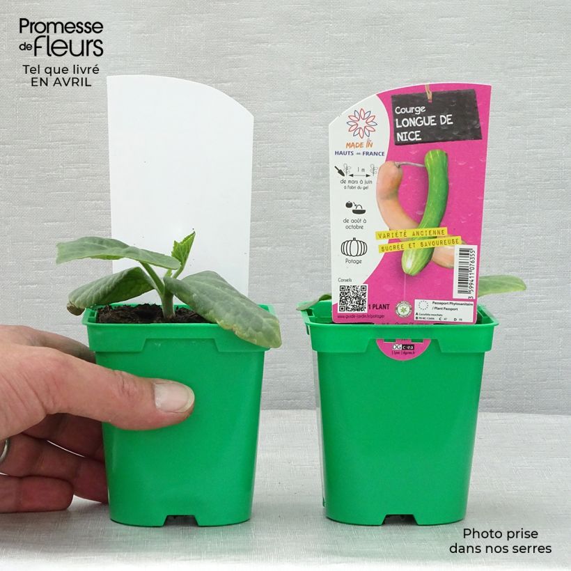 Calabacín Longue de Nice (plantas) Maceta de 10 cm/11 cm Ejemplar entregado en la primavera