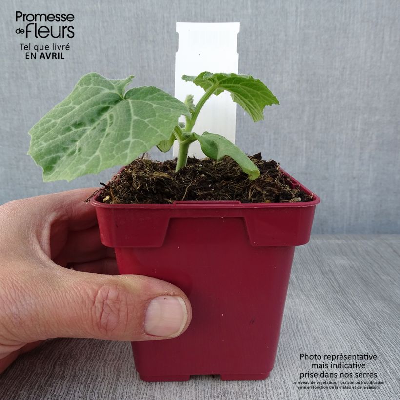 Calabacita amarilla Musquée d'hiver de Provence Maceta de 10 cm/11 cm Ejemplar entregado en la primavera