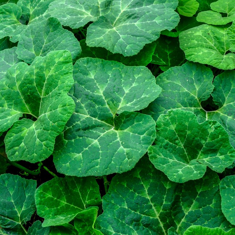 Chilacayote - Cucurbita ficifolia (Follaje)